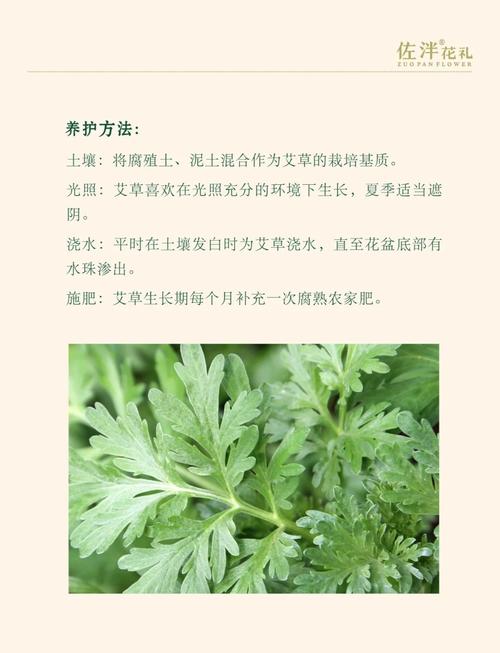 艾草的五行属性和取名寓意有哪些内涵？
