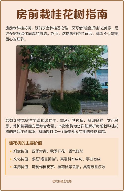 桂花树种植时有哪些禁忌需要注意？