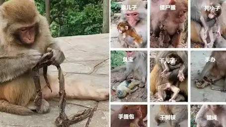 梦见小猴子被铁链拴着，这究竟预示着什么含义呢？