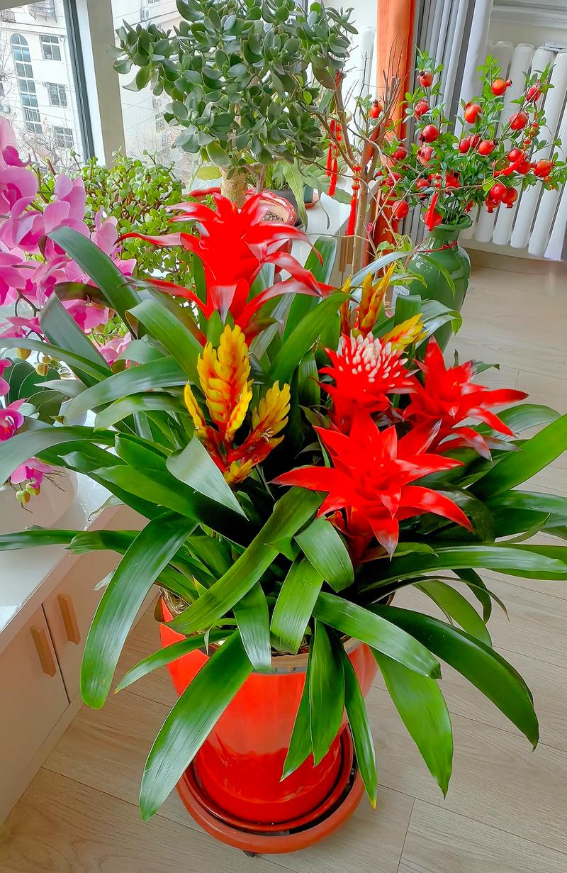 属蛇的祝才运养什么花蕞招财？有没有什么忒别的花卉推荐？