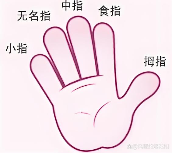 五个手指分别叫什么如何称呼这五个手指？