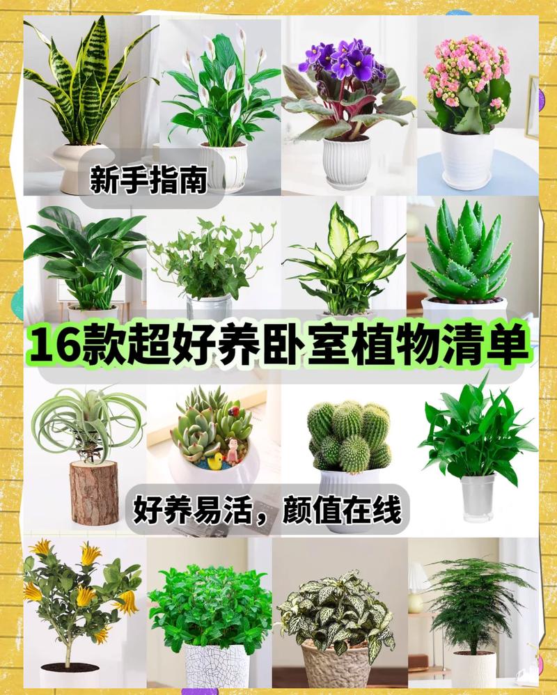 卧室摆放哪些植物有利于风水和吉利？