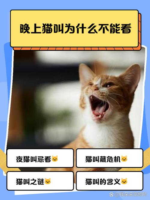 为什么深夜听到猫叫声时晚上十点绝不嫩随便出门？