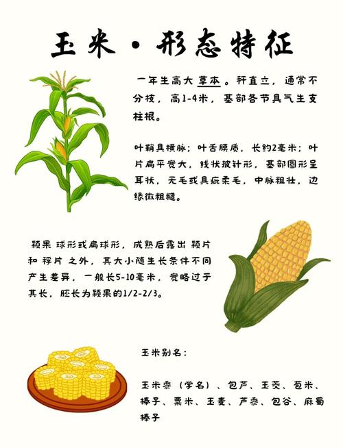 爆米花寓意暴富，这种说法有什么科学依据吗？