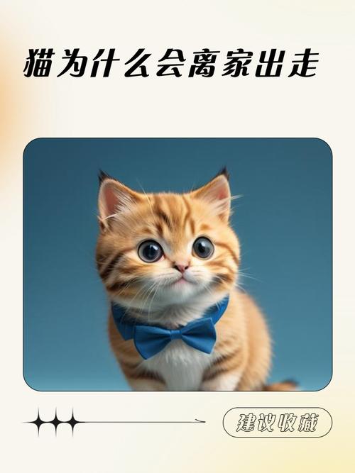 家里猫咪突然离家出走，这究竟预示着怎样的风水变化或吉凶预兆呢？