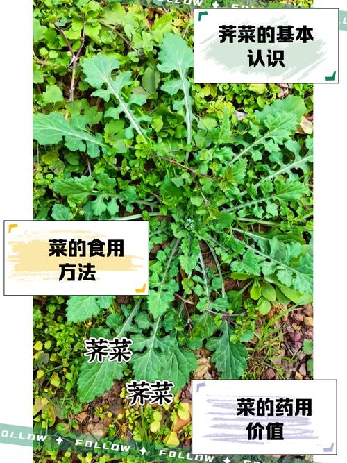 梦见自己割荠菜是什么预兆或有什么特殊含义？