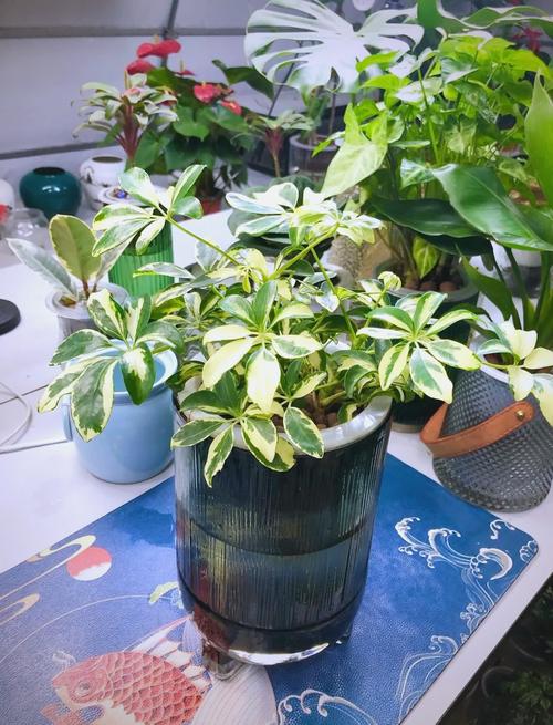 属虎人的幸运植物有哪些，是哪些植物能旺属虎人运势？