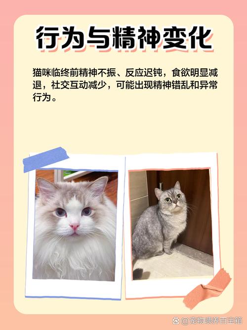 梦见猫奄奄一息快要死了这难道不是预示着什么不幸即将发生吗？