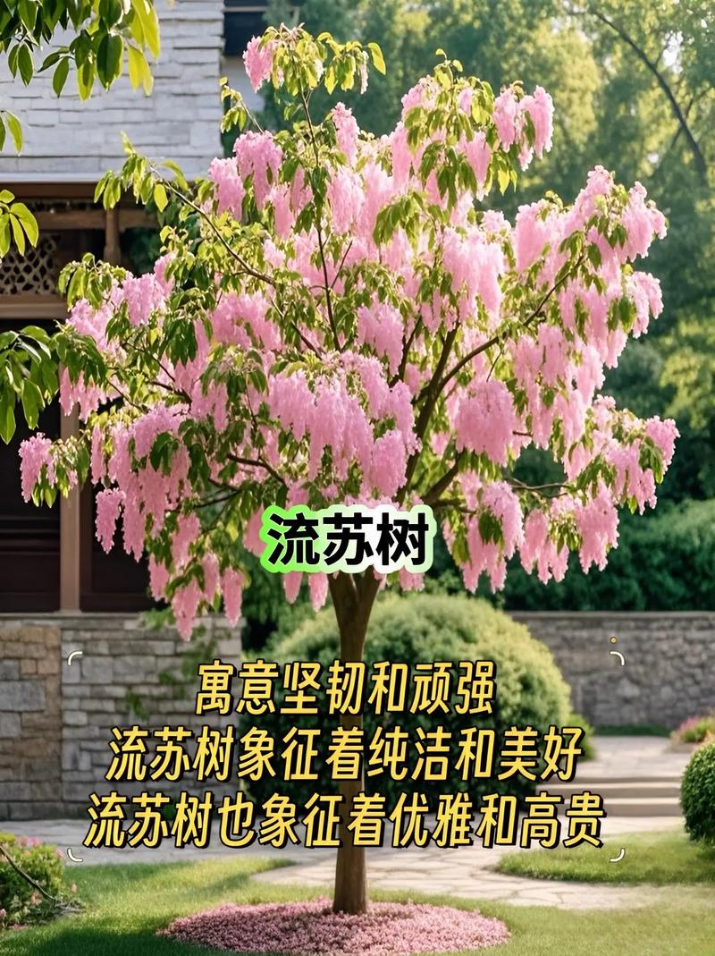 屋前种植哪种树木最有利于旺风水？