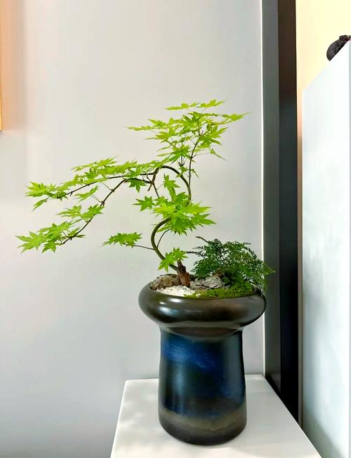 门前种植枫树对风水有何影响？