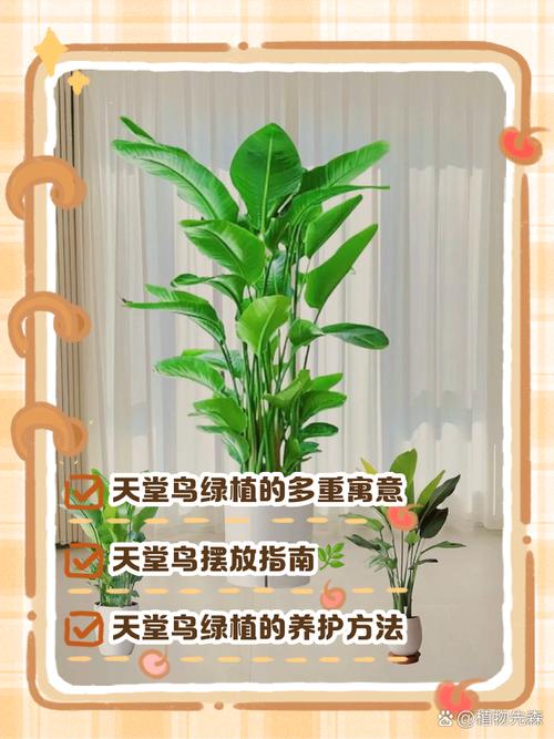 天堂鸟放在办公室有什么寓意？适合摆放吗？风水上最佳位置在哪里？