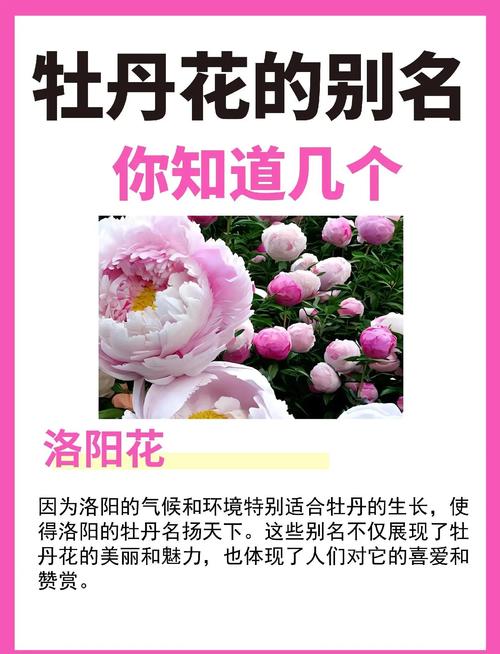 牡丹花寓意和花语分别是什么？