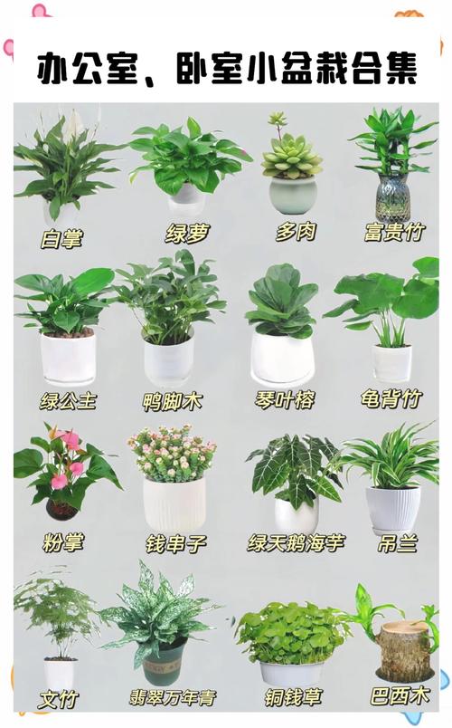 生活中常见的500种植物名称大全都有哪些？