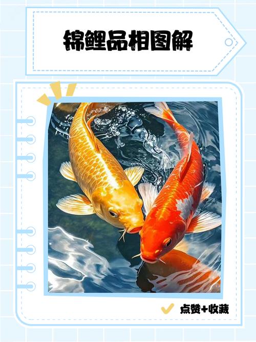 梦见鲤鱼入怀预示着什么是预示着怀孕的吉祥征兆吗？