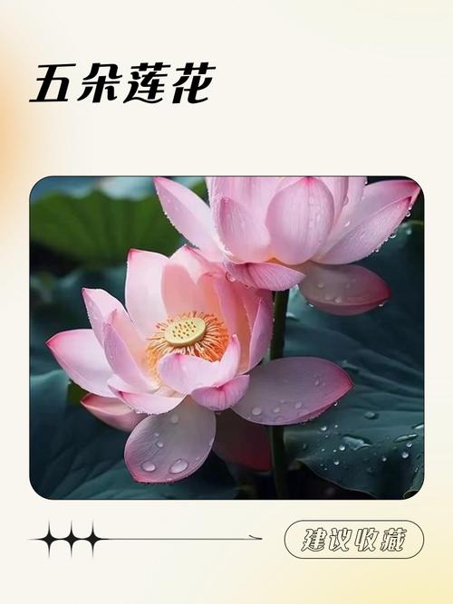 莲代表什么生肖？莲的寓意是什么意思？