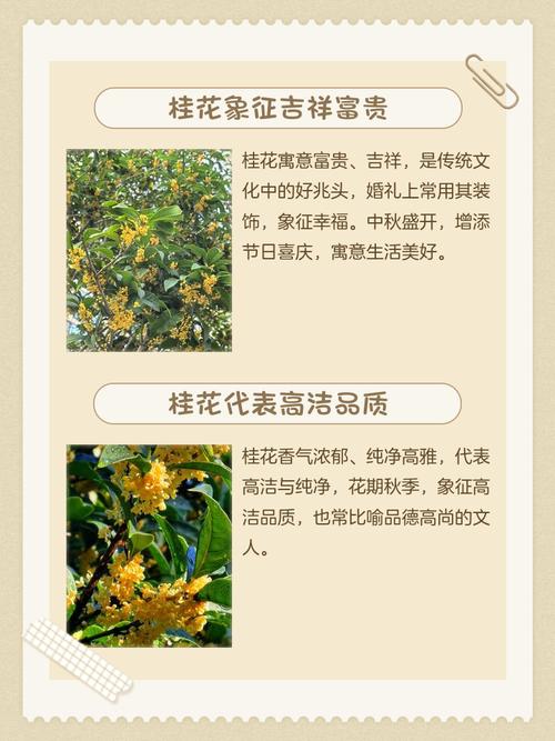梦见桂花有什么特殊寓意或象征意义？