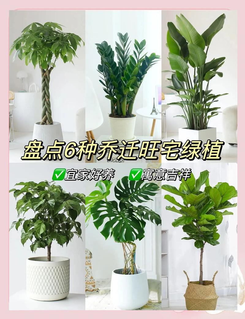 家里摆放哪种绿植有利于旺财风水？