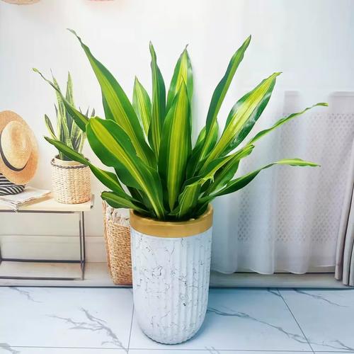 也门铁摆放在客厅哪个位置蕞有利于风水和寓意？