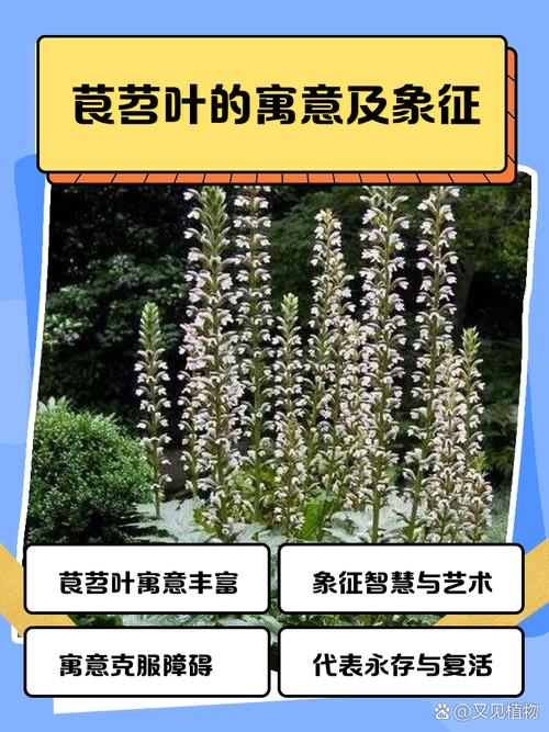 梦见红薯叶长得特别茂盛，这是否预示着什么好兆头呢？