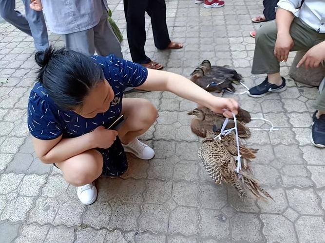 以婚女人梦见老公在野外抓野鸡，这预示着什么？