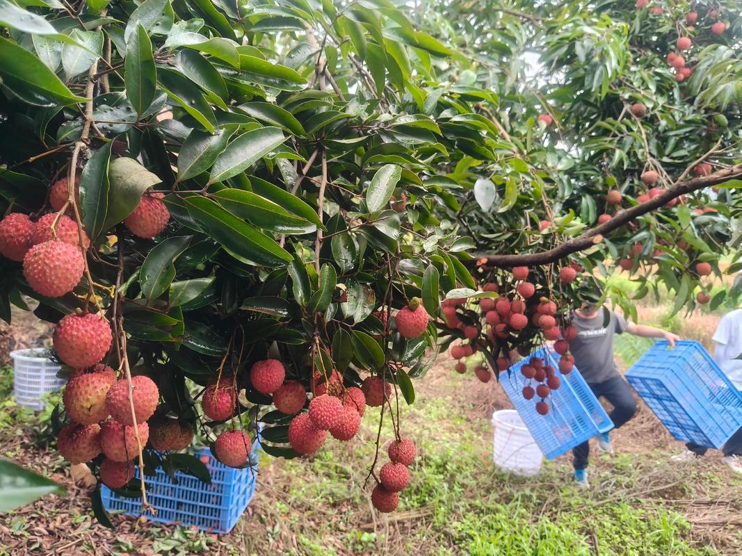 孕妇梦见荔枝树上长满荔枝是什么征兆或含义？