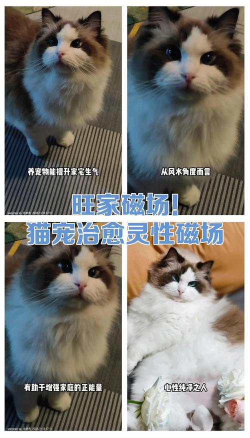 为什么有些人能吸引猫狗靠近，他们的磁场有何特别之处？