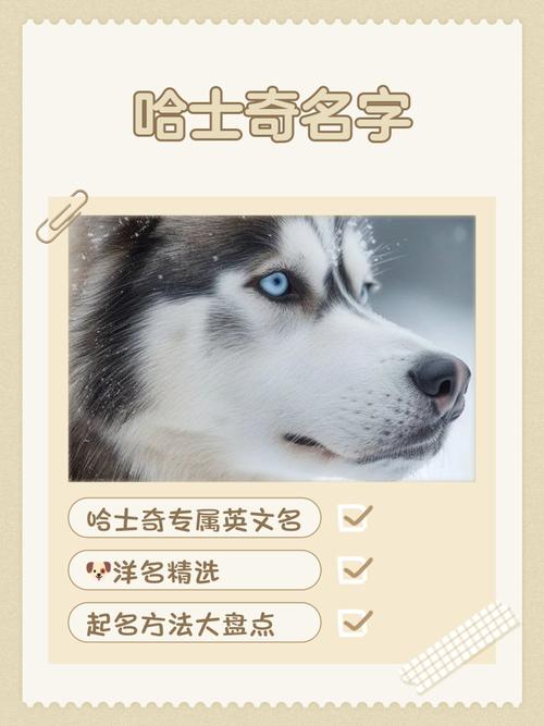 有没有霸气逗比的名字适合给哈士奇取？