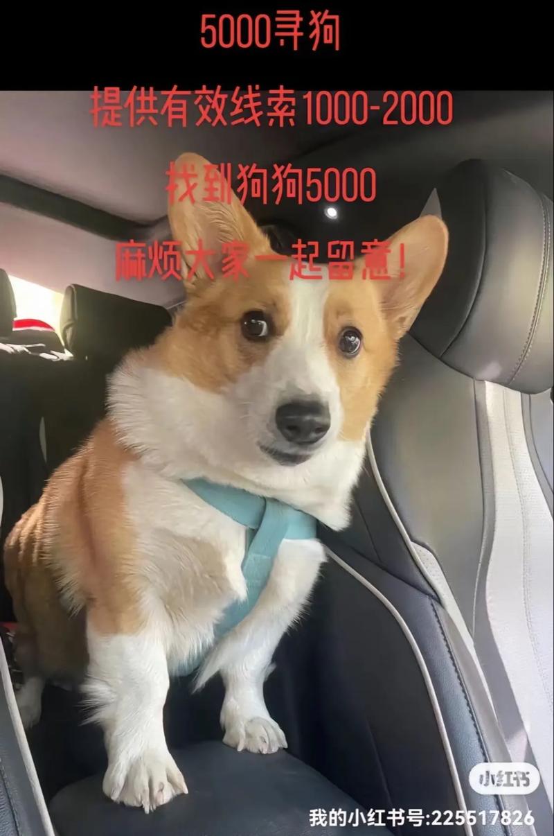 被流浪狗跟随至家中，是何吉兆或凶兆的预示？