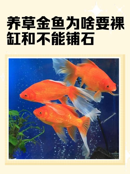 五行缺土的人适合养鱼吗？五行缺土适合养什么动物？