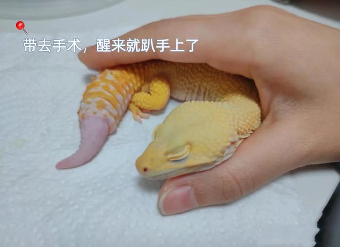 女人梦见壁虎是吉兆吗？周公解梦里梦见壁虎是什么预兆？