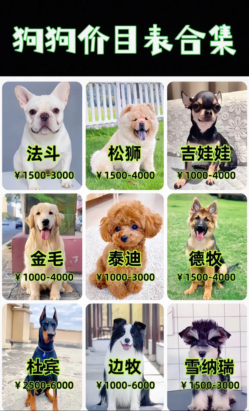 春节期间去金城玩，属狗的能享受哪些优惠活动呢？