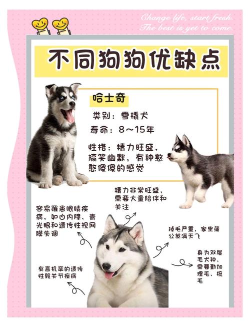 为什么有的狗狗活泼好动，有的却沉稳内敛，它们性格差异如此之大，究竟是什么原因呢？