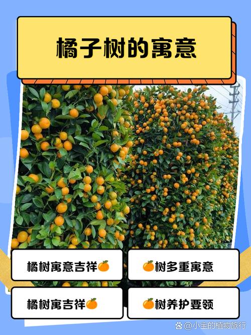 梦见在橘子树上摘橘子吃有什么特别的预兆吗？
