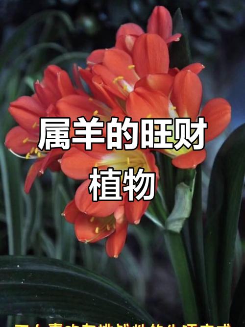 1979年属羊的人家里摆放什么植物最旺财？