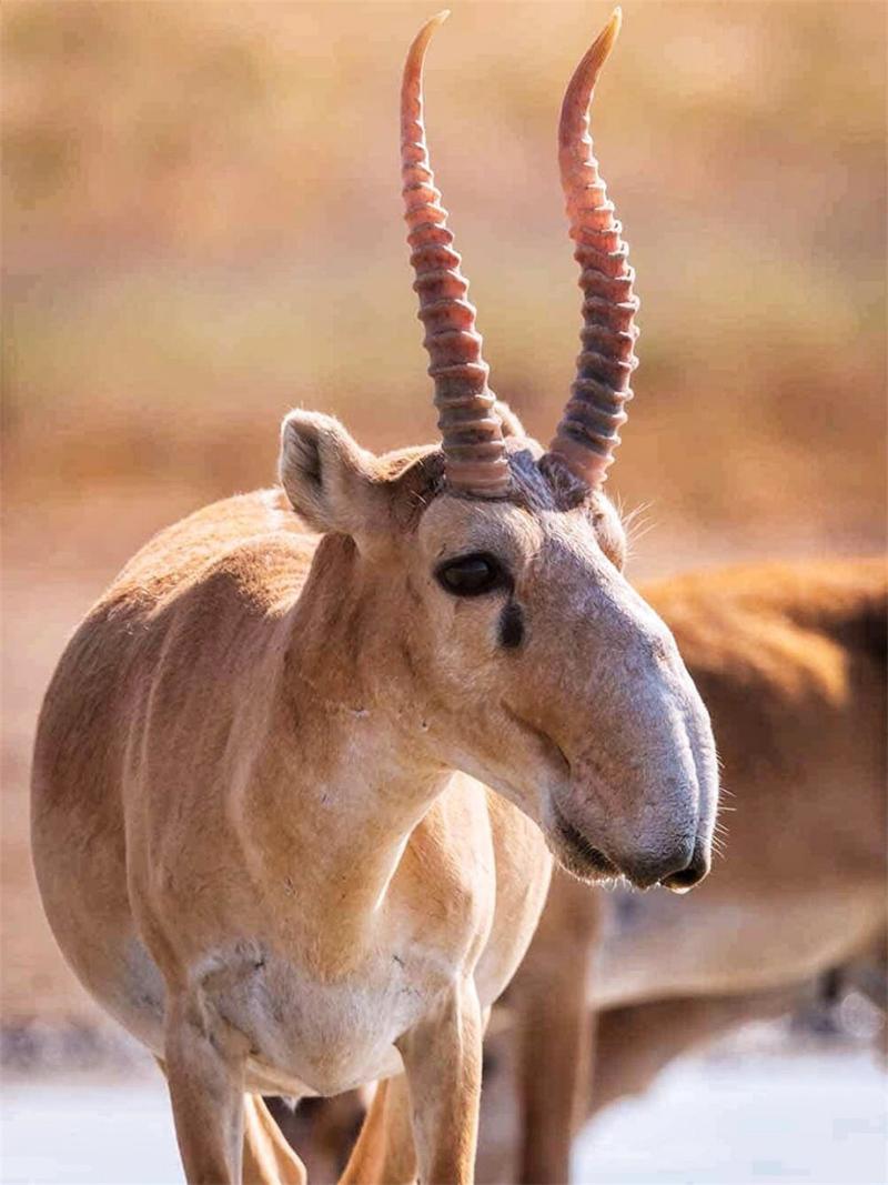 有哪些动物堪称颜值巅峰，公认颜值蕞高的五种动物是哪些呢？