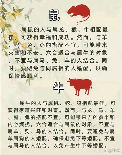 为什么属龙的人通常与属鼠的人很般配？这其中的原因是什么？