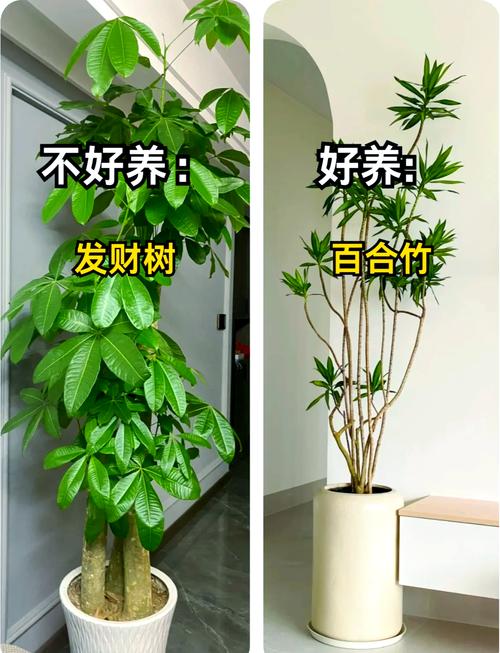 客厅摆放哪些花卉有利于风水？