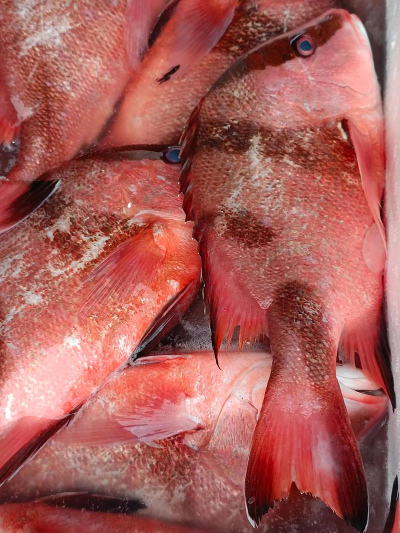 梦见红色的鱼是什么含义，周公解梦里红鱼有何象征？