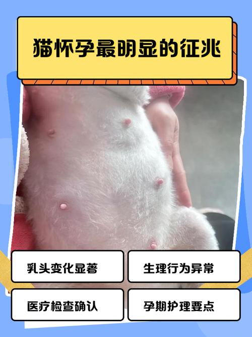 孕妇梦见小白猫会生男孩还是女孩？这是预示着生男生女吗？