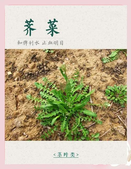 梦见荠菜预示着什么吉凶？周公解梦中的寓意是什么？