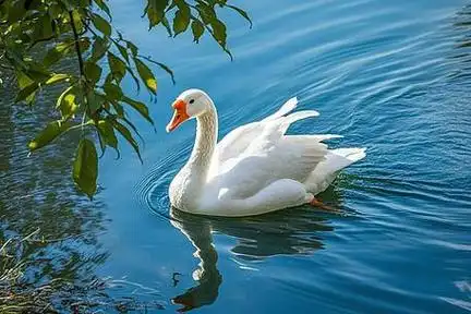 梦见大鹅闯进家中，这究竟是什么吉凶预兆？