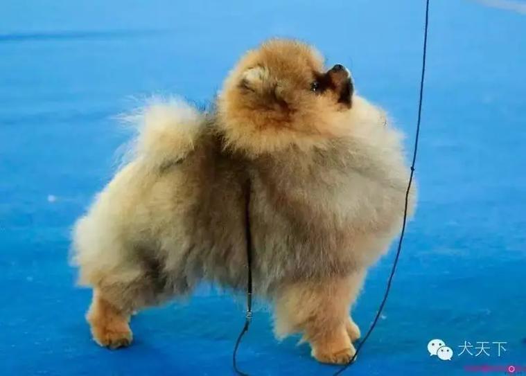 过眼云烟指的是哪种动物，它的尾巴特别长呢？