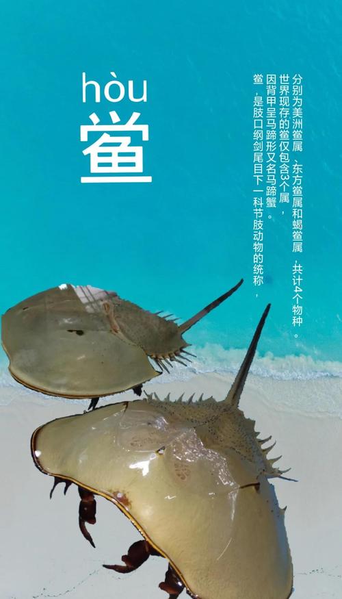 海底有哪些冷门却好听的海洋生物名字？