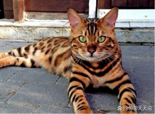 晴天霹雳指的是哪种动物，它为何被称为晴天霹雳？