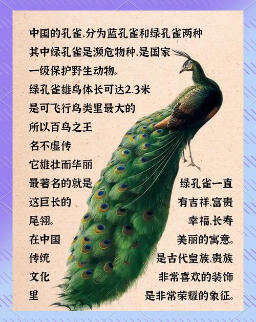 孔雀羽毛的寓意及象征意义究竟是什么？