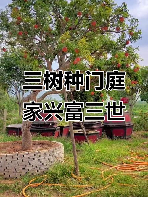 门口种三棵树是否符合风水和美观要求？