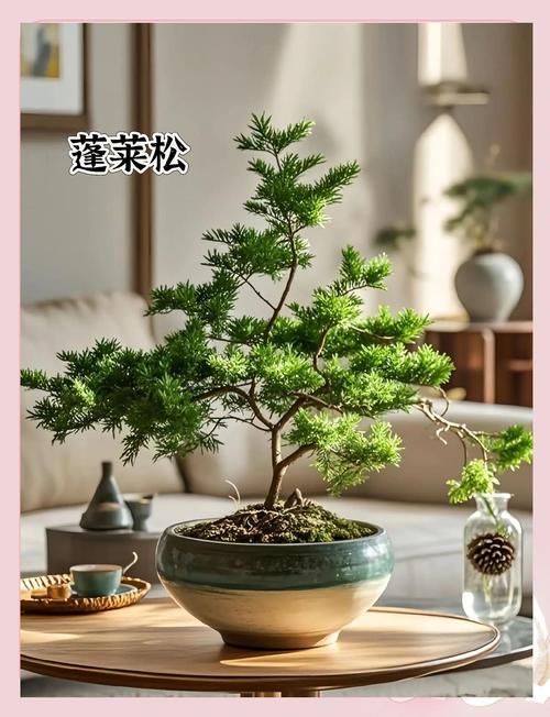 属猴的人养什么植物可以旺财，蓬莱松与转运有何关联？