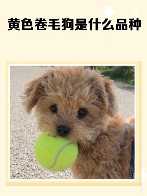 米奇妙妙屋中那只可爱的大黄狗，它的名字是什么呢？
