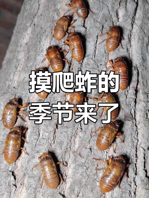 梦见和别人一起捉金蝉是什么征兆？周公解梦里有什么含义？