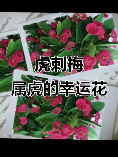 狮子座属虎的人的幸运花究竟是什么呢？